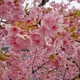 春先に多い子どもの病気自律神経の乱れ