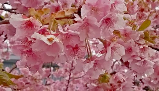 桜咲いたら一年生！なのに我が子は妙にイライラ…その理由とは？